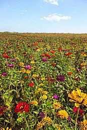 《maboroshi caravan》登陆Steam 放置系沙漠之旅